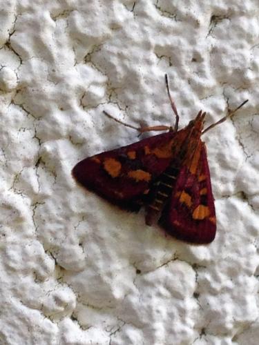 Réf. 190 166 : Pyrausta purpuralis
